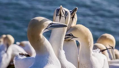 FB体育在线-穿越火线 线上锦标赛完美收官，cf锦标赛手游