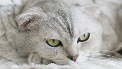 FB体育在线-穿越火线 线上锦标赛完美收官，cf锦标赛手游