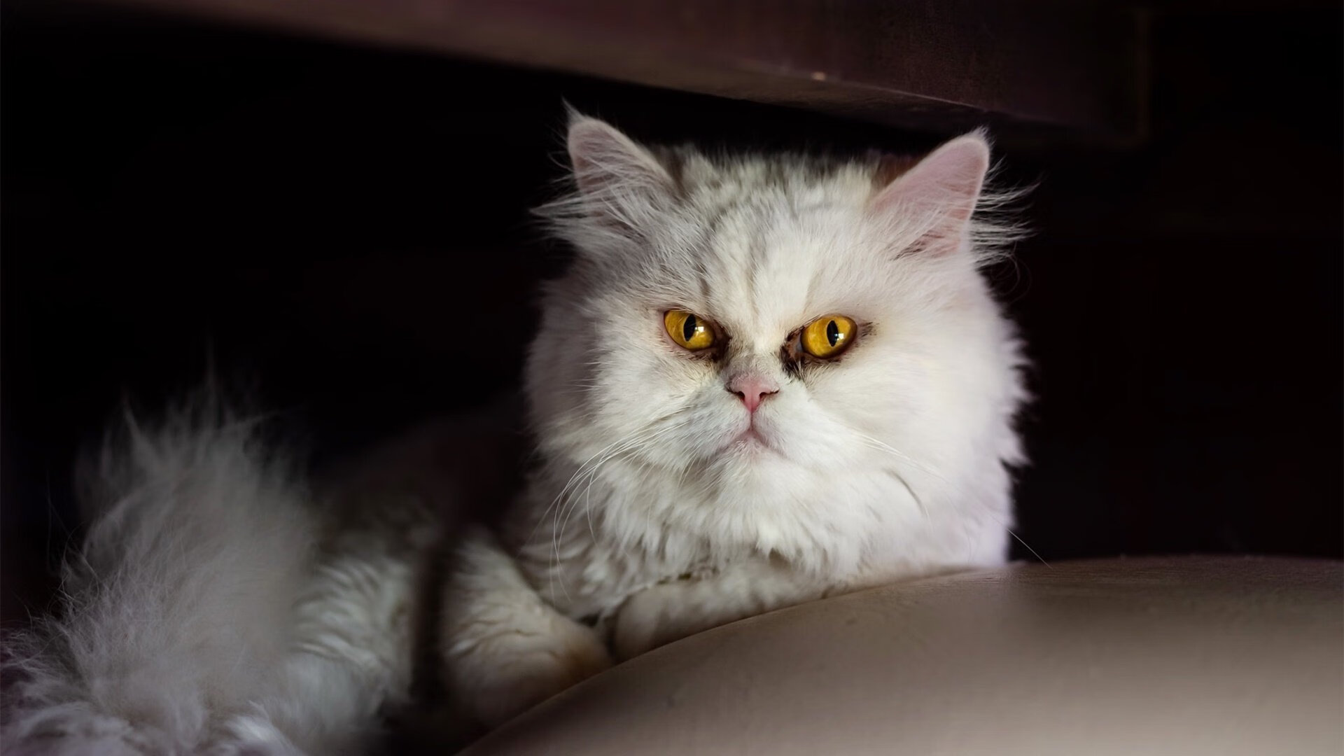 热身赛告负,荷兰大将备战苏格兰期盼转运,国际赛荷兰对苏格兰