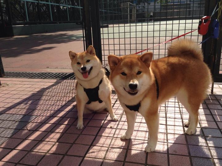 FB体育注册网址-道格拉斯后半程加速打破对手防线，道格拉斯比赛视频