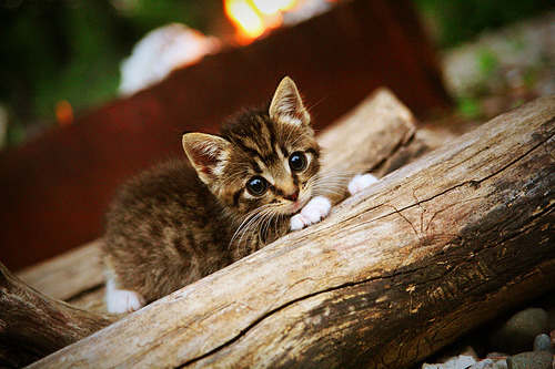 陈艺文关键动作逆转夺冠,tov陈艺文